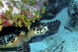 Hawksbill Turtle hiding under coral outcrop.Taken at Blac... by Peter Foulds 